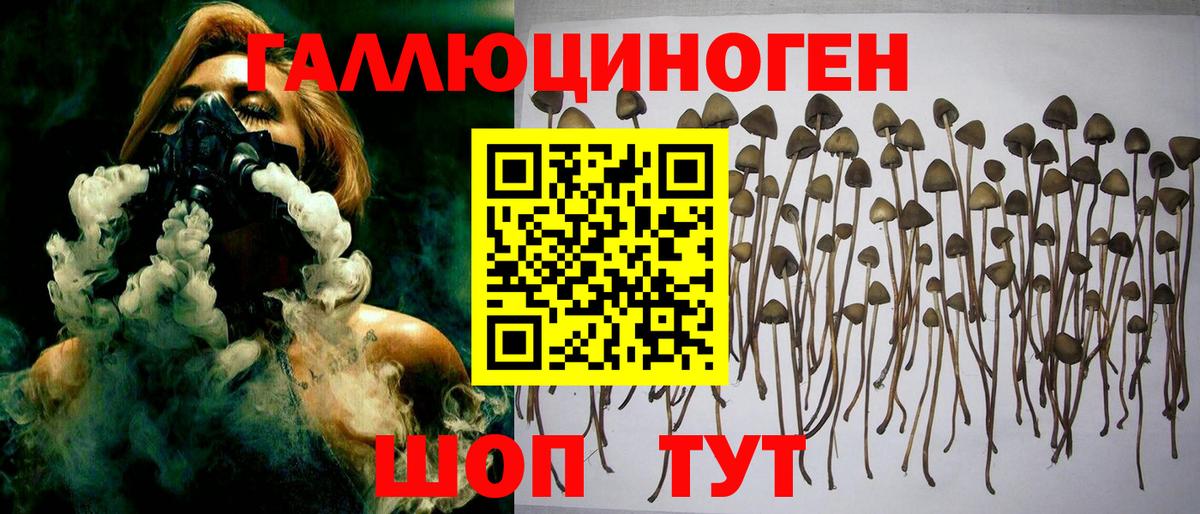 Псилоцибиновые грибы Psilocybe Мурманск